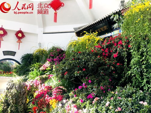 中山公园举办2020年迎新年精品花卉展 2000余盆精品花卉亮相
